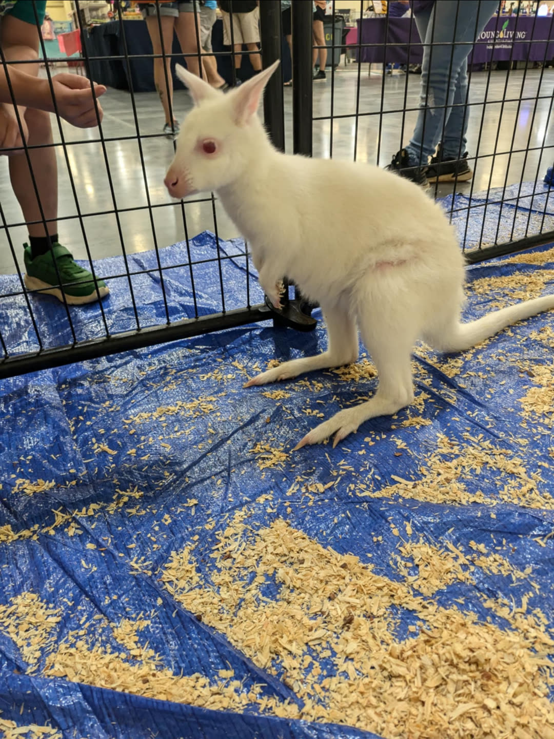 An albino wallaby joey greeting visitors at a CF Exotic Pet Expo