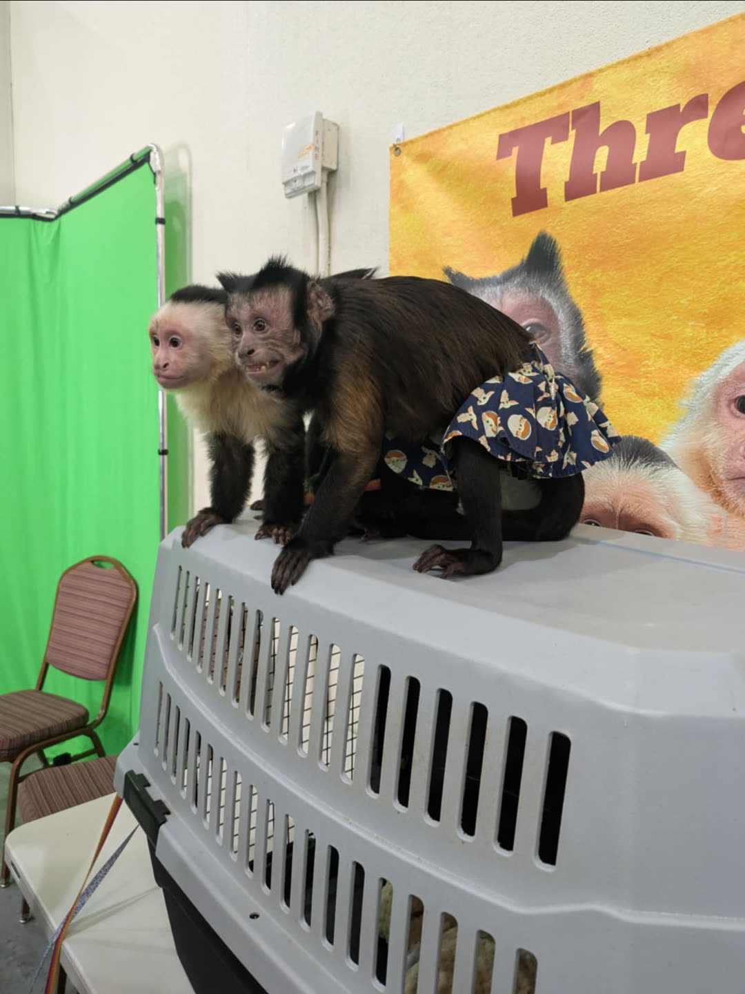 Two capuchin monkeys at an exhibitor booth