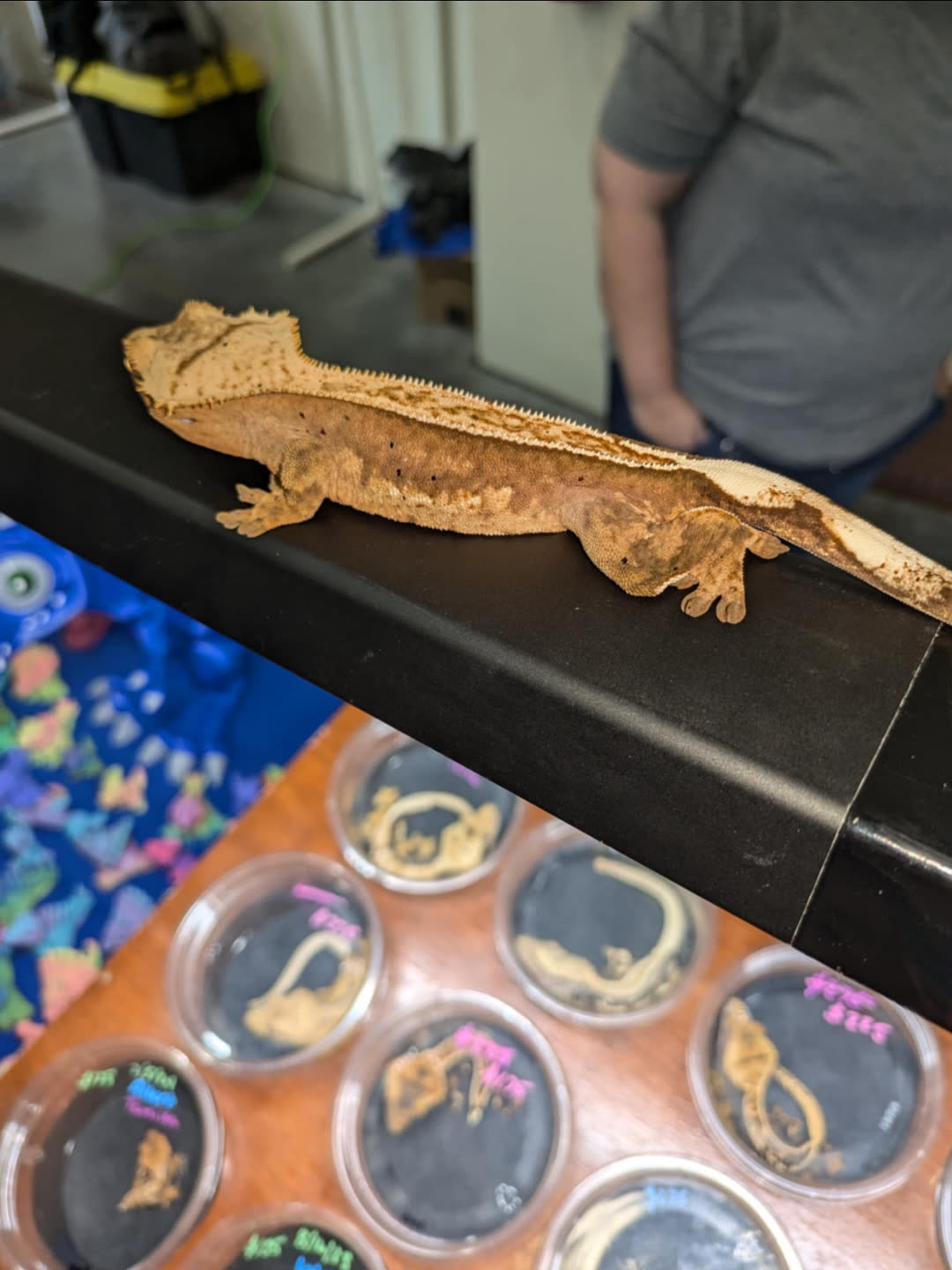A crested gecko on display
