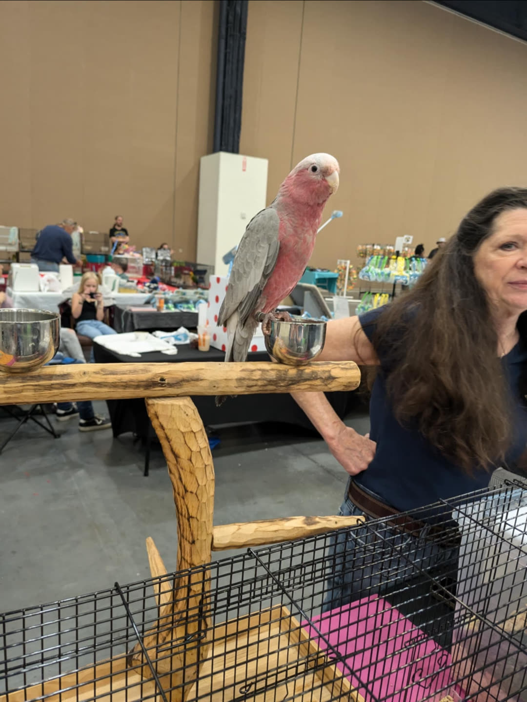A pink galah cockatoo on a perch