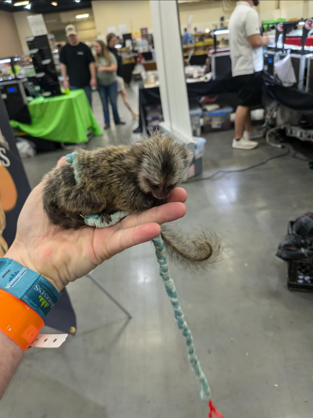 A marmoset held gently in a visitor's hand at the show