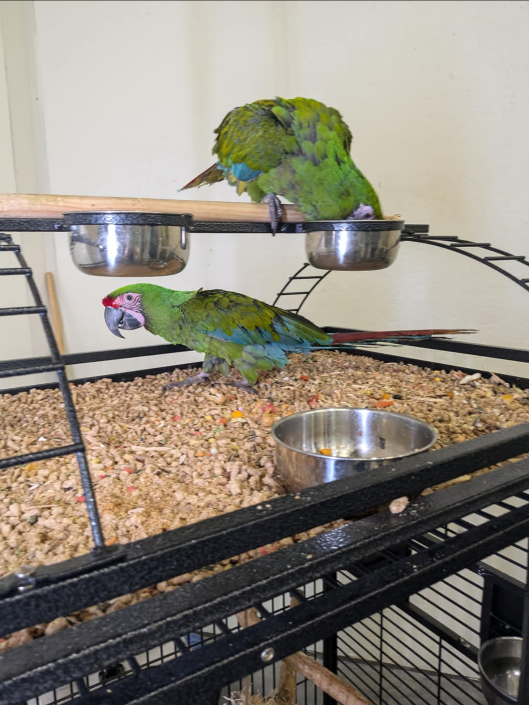 A green military macaw perched in its enclosure