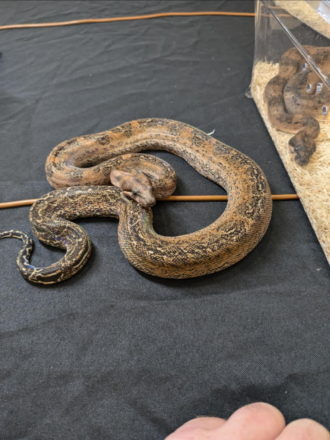 A large snake coiled on a breeder’s table