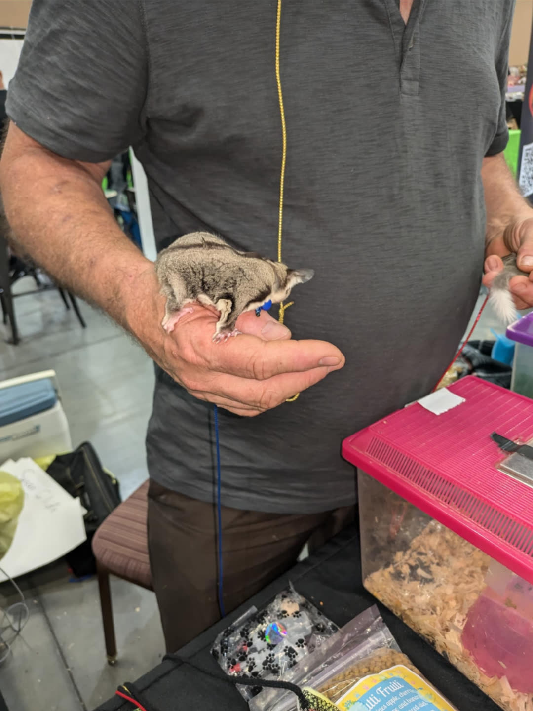 A sugar glider cupped in a visitor’s hand